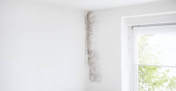 Mold Removal for HVAC Installations in Thomas, OK